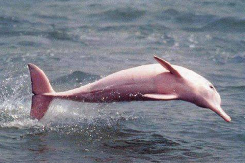 Розовый дельфин у берегов Луизианы