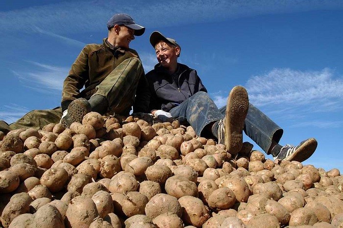 Северная Осетия ударно собирает картофель фото 2