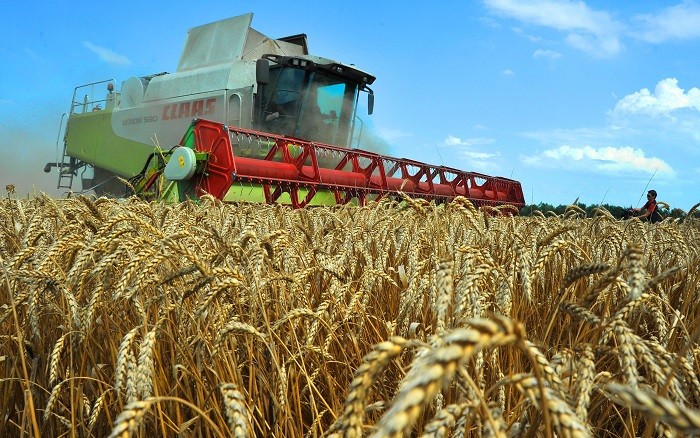 Рекордным для России может стать сбор урожая зерна в этом году фото 2