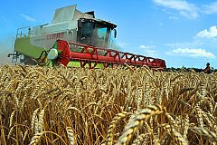 Рекордным для России может стать сбор урожая зерна в этом году
