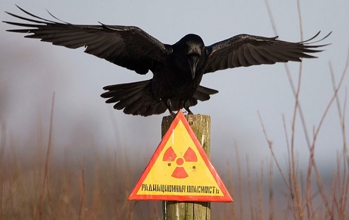 Чернобыль повторится – мнение ученых фото 2