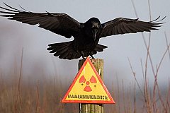Чернобыль повторится – мнение ученых