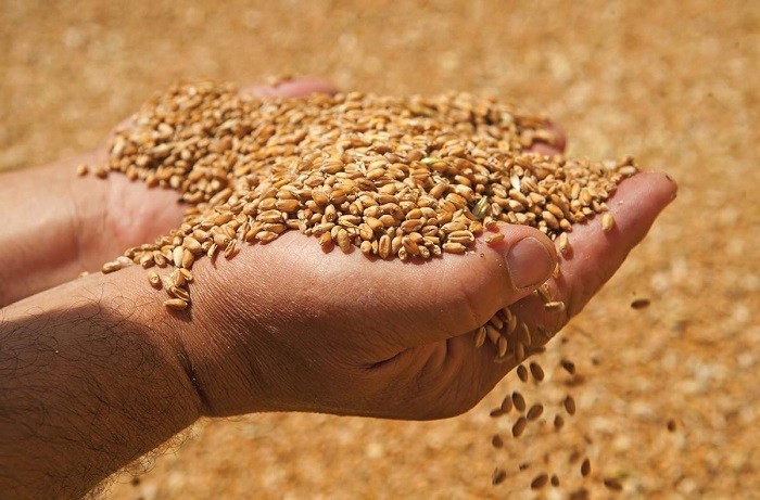 В 2017 году Минсельхоз прогнозирует урожай зерна в 100 млн тонн фото 2