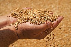 В 2017 году Минсельхоз прогнозирует урожай зерна в 100 млн тонн
