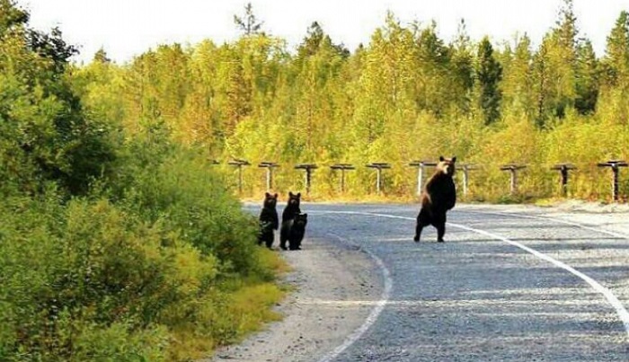 Жителей Магадана пугают голодные медведи