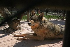 В зоопарке Барнаула волк поранил ребенка. Заведено уголовное дело
