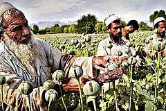 Афганистан побил собственный рекорд по производству опиума