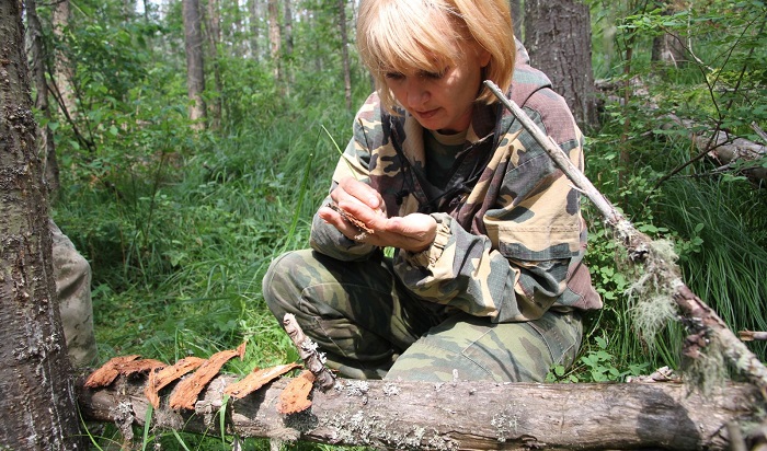 Ульяновскую область обследуют на предмет лесопатологий