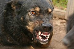 Бродячие собаки насмерть загрызли ребенка в пригороде Махачкалы