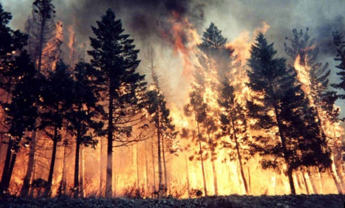 Сибирь в огне. Горит один миллион гектаров тайги.