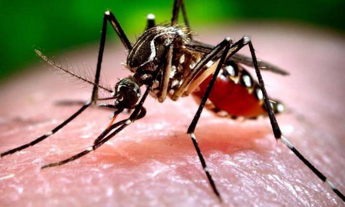 На Кубани приступили к уничтожению опасных для жизни комаров