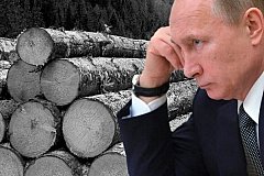 В 2022 году вывоз леса из России будет запрещен