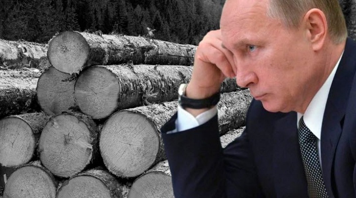 В 2022 году вывоз леса из России будет запрещен