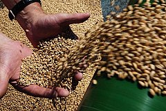 В России захотели продавать зерно за рубли